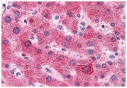 AGT Rabbit anti-Human, Monkey, Polyclonal Antibody, Abnova 50 &mu;g | Buy Online | Abnova Corporation | Fisher Scientific