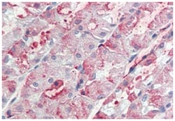 ITGA6 Rabbit anti-Horse, Human, Polyclonal Antibody, Abnova 50&mu;g; Unlabeled:Antibodies,