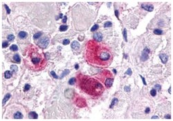NR5A1 Rabbit anti-Human, Polyclonal Antibody, Abnova 50&mu;g; Unlabeled:Antibodies,