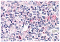 RORC Rabbit anti-Human, Monkey, Polyclonal Antibody, Abnova 50 &mu;g | Buy Online | Abnova Corporation | Fisher Scientific