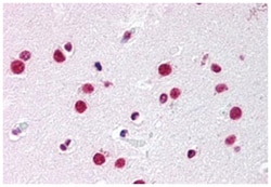 NR5A1 Rabbit anti-Human, Polyclonal Antibody, Abnova 50 &mu;g | Buy Online | Abnova Corporation | Fisher Scientific