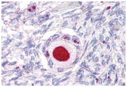 NR5A1 Rabbit anti-Human, Monkey, Polyclonal Antibody, Abnova 50&mu;g; Unlabeled:Antibodies,
