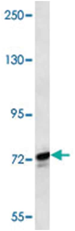 SCYL1, Rabbit, Polyclonal Antibody, Abnova 400&mu;L; Unlabeled:Antibodies,