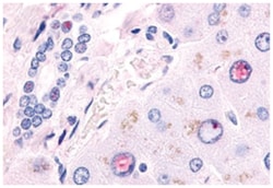 NR2F6 Rabbit anti-Bovine, Dog, Hamster, Human, Monkey, Mouse, Pig, Rat, Zebra fish, Polyclonal Antibody, Abnova 50 &mu;g | Buy Online | Abnova Corporation | Fisher Scientific