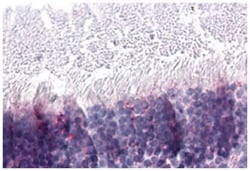 NR2E3 Rabbit anti-Bovine, Hamster, Horse, Human, Mouse, Pig, Polyclonal Antibody, Abnova 50 &mu;g | Buy Online | Abnova Corporation | Fisher Scientific
