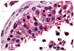 ESRRB Rabbit anti-Bovine, Dog, Hamster, Horse, Human, Monkey, Pig, Rabbit, Polyclonal Antibody, Abnova 50 &mu;g | Buy Online | Abnova Corporation | Fisher Scientific