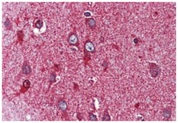 NR4A3 Rabbit anti-Bovine, Dog, Human, Pig, Rabbit, Polyclonal Antibody,
