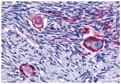 NR4A1 Rabbit anti-Hamster, Human, Mouse, Rat, Polyclonal Antibody, Abnova