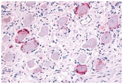 TRPA1 Rabbit anti-Human, Polyclonal Antibody, Abnova 50&mu;g; Unlabeled:Antibodies,