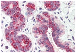 DHRS7 Rabbit anti-Bovine, Dog, Horse, Human, Monkey, Mouse, Rabbit, Polyclonal Antibody, Abnova 50 &mu;g | Buy Online | Abnova Corporation | Fisher Scientific