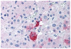 EPHX2 Rabbit anti-Human, Polyclonal Antibody, Abnova 50 &mu;g | Buy Online | Abnova Corporation | Fisher Scientific