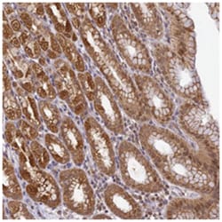 WDR92 Rabbit anti-Human, Polyclonal Antibody, Abnova 100 &mu;L | Buy Online | Abnova Corporation | Fisher Scientific