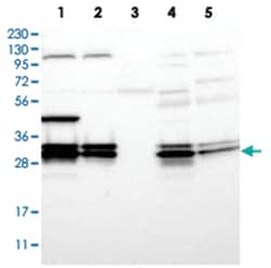 PGAM5 Rabbit anti-Human, Polyclonal Antibody, Abnova 100&mu;L; Unlabeled:Antibodies,