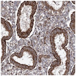 PGAM5 Rabbit anti-Human, Polyclonal Antibody, Abnova 100&mu;L; Unlabeled:Antibodies,