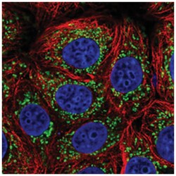 PGAM5 Rabbit anti-Human, Polyclonal Antibody, Abnova 100&mu;L; Unlabeled:Antibodies,