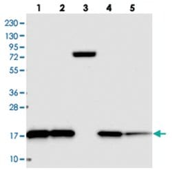 CNPY2 Rabbit anti-Human, Polyclonal Antibody, Abnova 100&mu;L; Unlabeled:Antibodies,