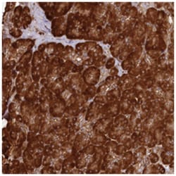 CNPY2 Rabbit anti-Human, Polyclonal Antibody, Abnova 100&mu;L; Unlabeled:Antibodies,