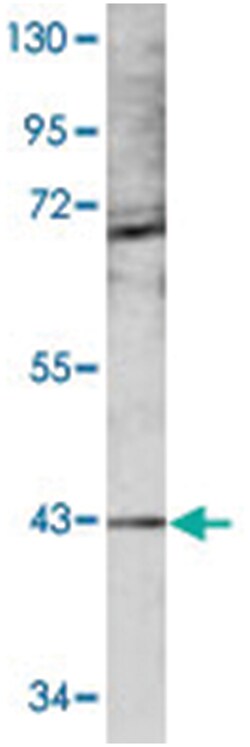 MAPK12 Rabbit anti-Human, Mouse, Polyclonal Antibody, Abnova 400 &mu;L | Buy Online | Abnova Corporation | Fisher Scientific
