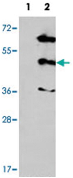 MAPK12 Rabbit anti-Human, Mouse, Polyclonal Antibody, Abnova 400 &mu;L | Buy Online | Abnova Corporation | Fisher Scientific