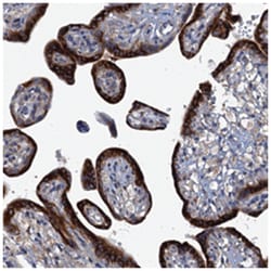 KDELC2 Rabbit anti-Human, Polyclonal Antibody, Abnova 100 &mu;L | Buy Online | Abnova Corporation | Fisher Scientific