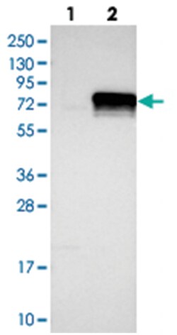 KDELC2 Rabbit anti-Human, Polyclonal Antibody, Abnova 100 &mu;L | Buy Online | Abnova Corporation | Fisher Scientific