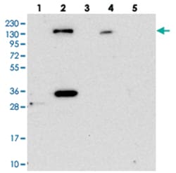 STARD13 Rabbit anti-Human, Polyclonal Antibody, Abnova 100 &mu;L | Buy Online | Abnova Corporation | Fisher Scientific