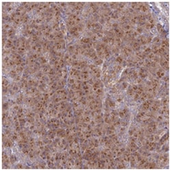 GOLGA3 Rabbit anti-Human, Polyclonal Antibody, Abnova 100&mu;L; Unlabeled:Antibodies,