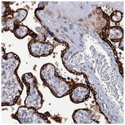 KDELC2 Rabbit anti-Human, Polyclonal Antibody, Abnova 100 &mu;L | Buy Online | Abnova Corporation | Fisher Scientific