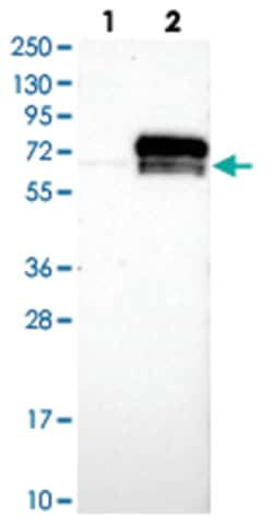KDELC2 Rabbit anti-Human, Polyclonal Antibody, Abnova 100 &mu;L | Buy Online | Abnova Corporation | Fisher Scientific