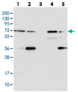 ZNF609 Rabbit anti-Human, Polyclonal Antibody, Abnova 100 &mu;L | Buy Online | Abnova Corporation | Fisher Scientific