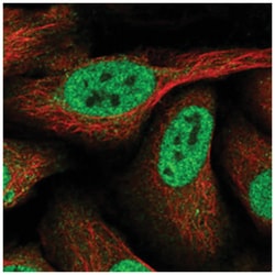 ZNF609 Rabbit anti-Human, Polyclonal Antibody, Abnova 100 &mu;L | Buy Online | Abnova Corporation | Fisher Scientific