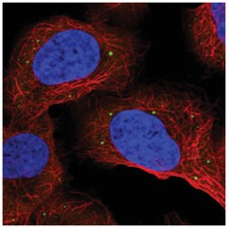 ANKRD2 Rabbit anti-Human, Polyclonal Antibody, Abnova 100 &mu;L | Buy Online | Abnova Corporation | Fisher Scientific