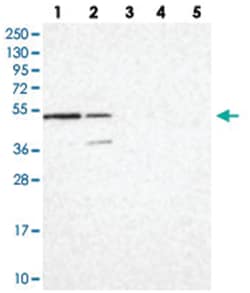 C16orf88 Rabbit anti-Human, Polyclonal Antibody, Abnova 100&mu;L; Unlabeled:Antibodies,