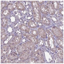C16orf88 Rabbit anti-Human, Polyclonal Antibody, Abnova 100&mu;L; Unlabeled:Antibodies,