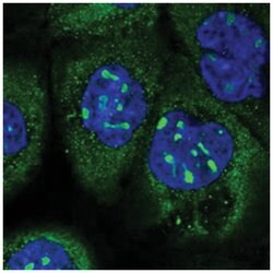 C16orf88 Rabbit anti-Human, Polyclonal Antibody, Abnova 100&mu;L; Unlabeled:Antibodies,