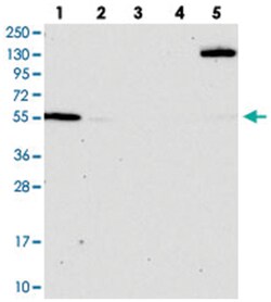 OSBPL2 Rabbit anti-Human, Polyclonal Antibody, Abnova 100&mu;L; Unlabeled:Antibodies,