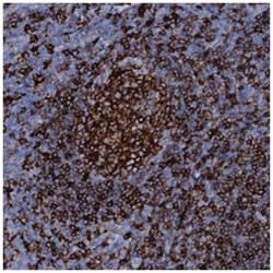 OSBPL2 Rabbit anti-Human, Polyclonal Antibody, Abnova 100&mu;L; Unlabeled:Antibodies,