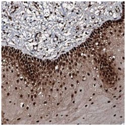 C19orf40 Rabbit anti-Human, Polyclonal Antibody, Abnova 100 &mu;L | Buy Online | Abnova Corporation | Fisher Scientific