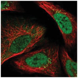 C19orf40 Rabbit anti-Human, Polyclonal Antibody, Abnova 100 &mu;L | Buy Online | Abnova Corporation | Fisher Scientific