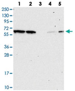 NAE1 Rabbit anti-Human, Polyclonal Antibody, Abnova 100 &mu;L | Buy Online | Abnova | Fisher Scientific