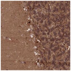 NAE1 Rabbit anti-Human, Polyclonal Antibody, Abnova 100 &mu;L | Buy Online | Abnova | Fisher Scientific