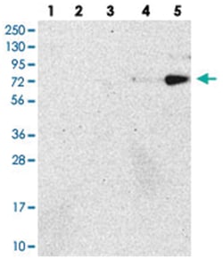 HNRNPUL2 Rabbit anti-Human, Polyclonal Antibody, Abnova 100 &mu;L | Buy Online | Abnova Corporation | Fisher Scientific