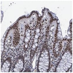 HNRNPUL2 Rabbit anti-Human, Polyclonal Antibody, Abnova 100 &mu;L | Buy Online | Abnova Corporation | Fisher Scientific