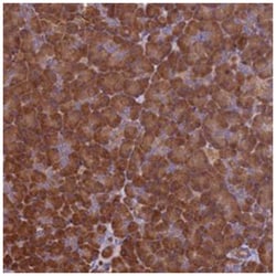 VWA3A Rabbit anti-Human, Polyclonal Antibody, Abnova 100 &mu;L | Buy Online | Abnova Corporation | Fisher Scientific