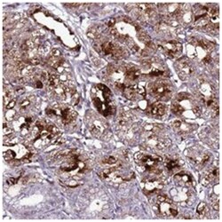 C19orf47 Rabbit anti-Human, Polyclonal Antibody, Abnova 100 &mu;L | Buy Online | Abnova Corporation | Fisher Scientific