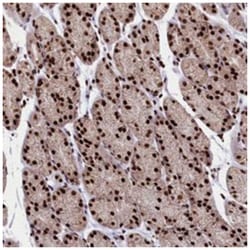 C19orf52, Rabbit, Polyclonal Antibody, Abnova 100&mu;L; Unlabeled:Antibodies,
