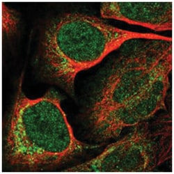FAM125A Rabbit anti-Human, Polyclonal Antibody, Abnova 100 &mu;L | Buy Online | Abnova Corporation | Fisher Scientific