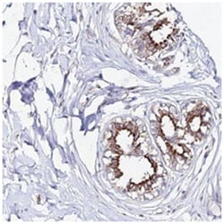 CCDC19 Rabbit anti-Human, Polyclonal Antibody, Abnova 100 &mu;L | Buy Online | Abnova Corporation | Fisher Scientific