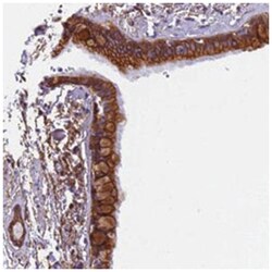 FAM125A Rabbit anti-Human, Polyclonal Antibody, Abnova 100&mu;L; Unlabeled:Antibodies,