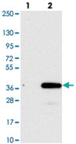 FAM125A Rabbit anti-Human, Polyclonal Antibody, Abnova 100&mu;L; Unlabeled:Antibodies,